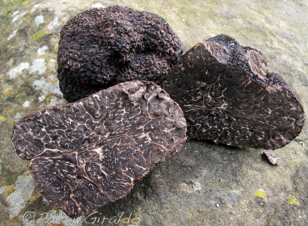 Tuber melanosporum ST.jpeg